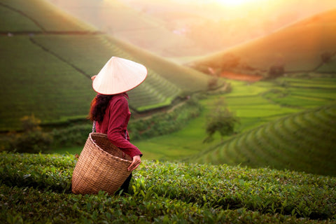 Experience the finest tea leaves, one cup at a time!